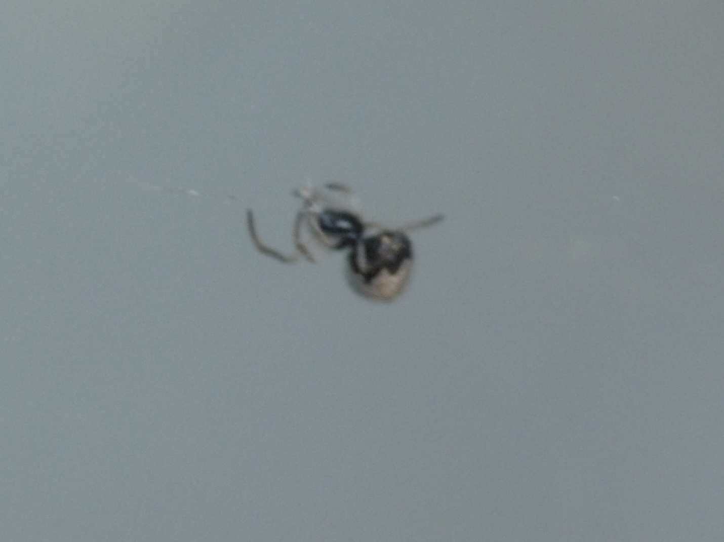 Gli astuti Argyrodes